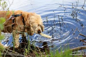 20190504 CockerOnTour Meyenburg 07