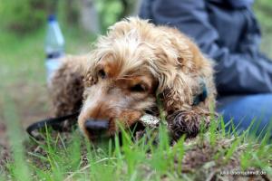 20190504 CockerOnTour Meyenburg 08