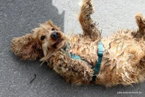 20190504 CockerOnTour Meyenburg 09