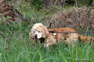 20190504 CockerOnTour Meyenburg 10