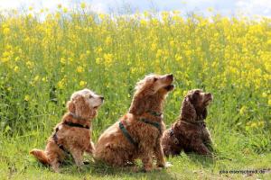 20190504 CockerOnTour Meyenburg 11