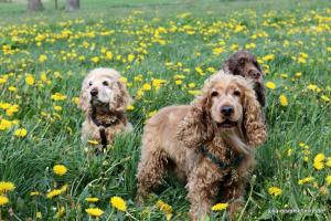 20190504 CockerOnTour Meyenburg 12