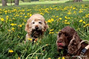 20190504 CockerOnTour Meyenburg 13