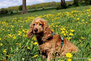 20190504 CockerOnTour Meyenburg 14