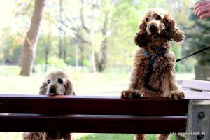 20190504 CockerOnTour Meyenburg 15