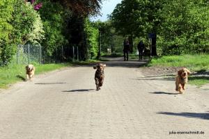 20190504 CockerOnTour Meyenburg 16