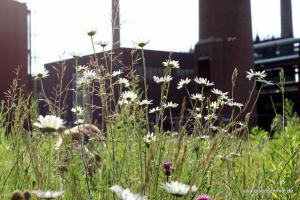 20190606 Zollverein 03
