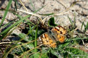 20190824 Fehmarn 09