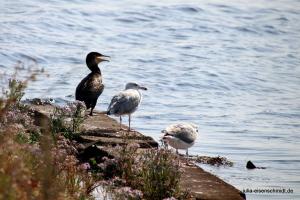 20190824 Fehmarn 20