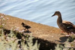 20190824 Fehmarn 21