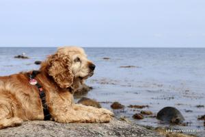 20190824 Fehmarn 45