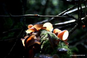 20191005 CoT Weserbergland 09