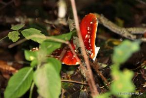 20191005 CoT Weserbergland 19