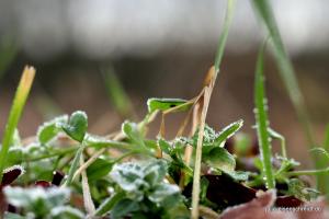 20191228 Meyenburg 2