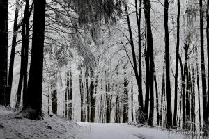 20200229 Sauerland 17