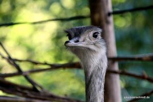 20200713 ZooKrefeld 01