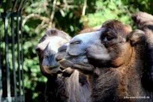 20200713 ZooKrefeld 02