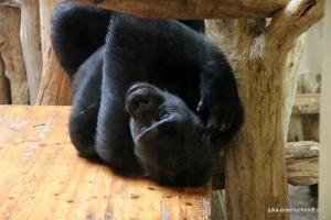 20200713 ZooKrefeld 05