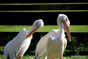 20200713 ZooKrefeld 08