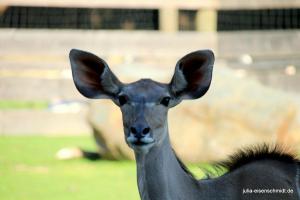 20200713 ZooKrefeld 10