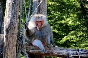 20200713 ZooKrefeld 11
