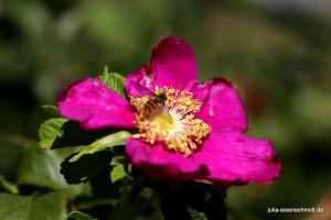 20200829 Urlaub Haurvig 19