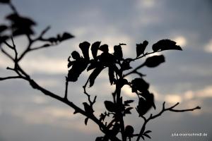 20201018 Halde Haniel 09