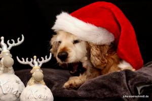 20201219 XMas Shooting 03