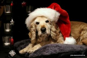 20201219 XMas Shooting 04