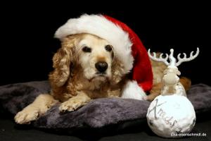 20201219 XMas Shooting 05