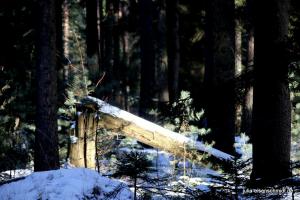 20210214 Winter Meyenburg 06