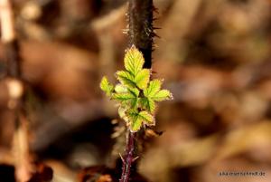 20210325 Hespertal 12
