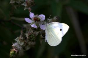20210716 Bruchfeld 02