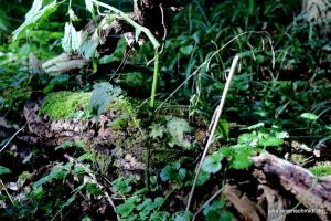20210716 Bruchfeld 13