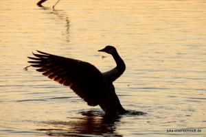 20210906 Baldeneysee 04