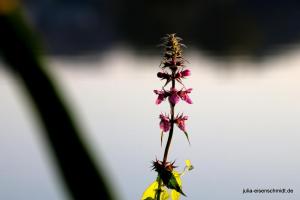 20210906 Baldeneysee 09