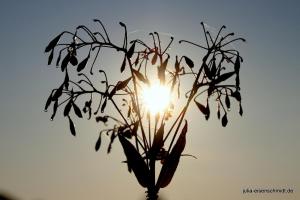 20210906 Baldeneysee 11