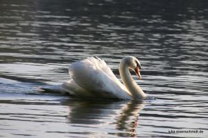 20210906 Baldeneysee 14