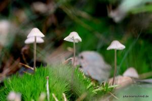 20211017 Meyenburg Wald 01