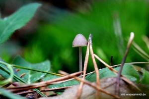 20211017 Meyenburg Wald 02