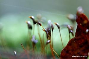 20211017 Meyenburg Wald 05