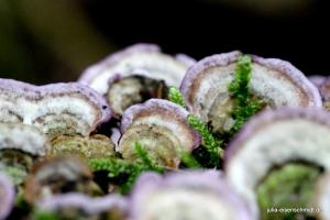20211017 Meyenburg Wald 07
