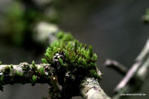 20211017 Meyenburg Wald 09