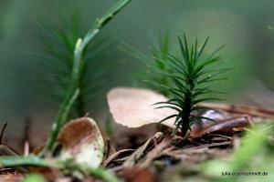 20211017 Meyenburg Wald 10
